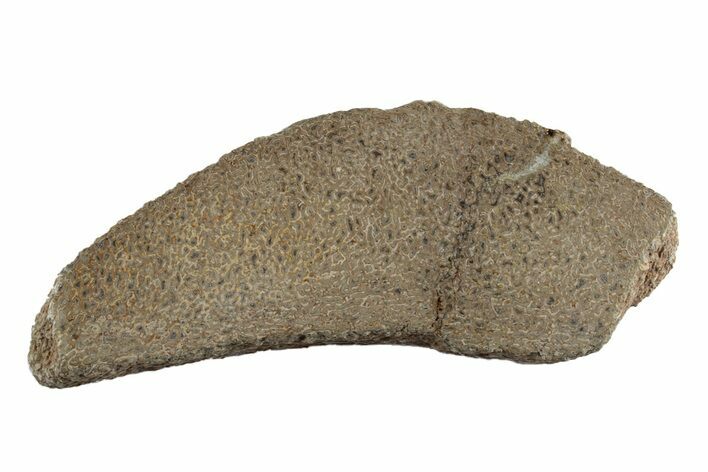Polished Dinosaur Bone (Gembone) Slab - Morocco #247755